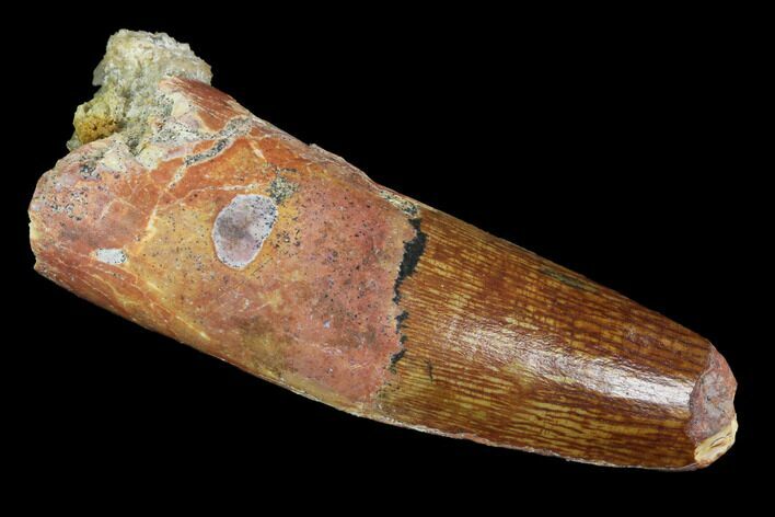 Real Spinosaurus Tooth - Feeding Worn Tip #98250